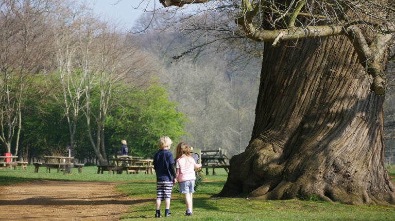 Young children gazing up at a giant twisted sweet chestnut tree in the Felbrigg Estate.